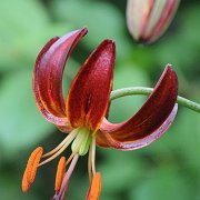 Dalhansonii - floret